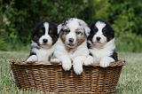 BERGER AUSTRALIEN PUPPIES 356
